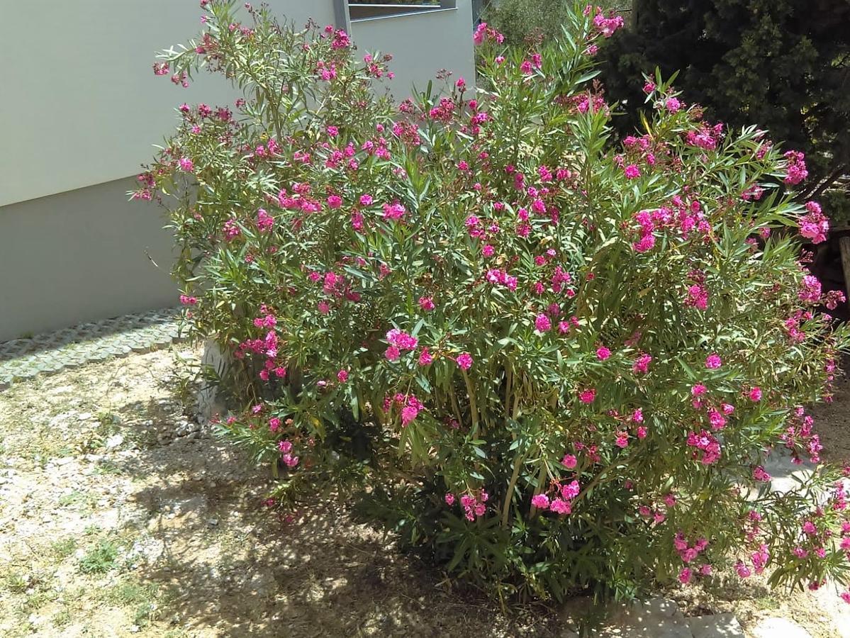 Apartments Kupine بول المظهر الخارجي الصورة